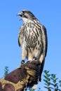 Wild young peregrine falcon on trainer glove screaming