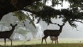 Wild young fawn deer, family grazing, cypress tree in foggy forest. California. Royalty Free Stock Photo