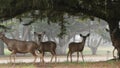 Wild young fawn deer, family grazing, cypress tree in foggy forest. California. Royalty Free Stock Photo