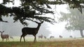 Wild young fawn deer, family grazing, cypress tree in foggy forest. California. Royalty Free Stock Photo