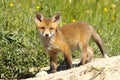 Wild young fox