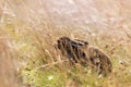 Wild Young Furry Mountain Hare Lepus Timidus Or Alpine Hare Basking In Summer Pelage, Folded Its Ears And Decumbent Among The Royalty Free Stock Photo