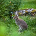 Wild young hare sits cautiously on natural plant background Royalty Free Stock Photo