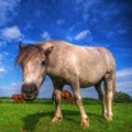 Wild young horse on the field