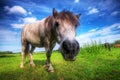 Wild young horse on the field