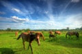 Wild young horse on the field