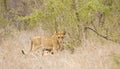 Wild young lions, Kruger national park, SOUTH AFRICA Royalty Free Stock Photo