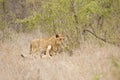 Wild young lions playing, Kruger national park, SOUTH AFRICA Royalty Free Stock Photo