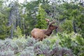 Wild young male elk in Grand Teton National Park