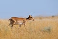 Wild young male Saiga antelope in Kalmykia steppe Royalty Free Stock Photo