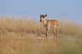 Wild young male Saiga antelope in Kalmykia steppe Royalty Free Stock Photo