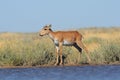 Wild young male Saiga antelope near watering in steppe Royalty Free Stock Photo