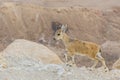 Wild young Nubian ibex Capra nubiana on the cliff edge at Ramon Crater in Negev Desert, Israel