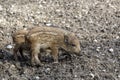 Wild young piglets on a field