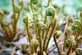 Wild young shoots of Pteridium aquilinum , fern, inhibited common fern, also known as eagle fern and Eastern fern.