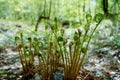 Wild young shoots of Pteridium aquilinum fern, inhibited common fern , also known as eagle fern and Eastern fern Royalty Free Stock Photo