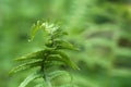 Wild young shoots of Pteridium aquilinum fern