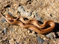 Wild young viper