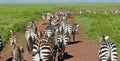 Wild zebra in africa