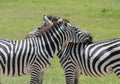 Wild zebra in africa