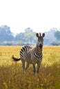 Wild Zebra