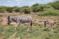 Wild zebra with the cub Royalty Free Stock Photo