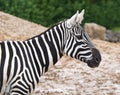 Wild Zebra detail Royalty Free Stock Photo