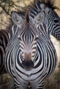 A zebra looks directly into the camera lens in Tanzania