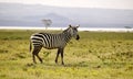 Wild zebra in Masa-mara safari in Kenya