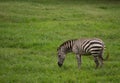 A wild zebra on meadow like horse with black and white lines on its body