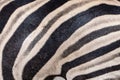 Zebra, detail of the skin Royalty Free Stock Photo