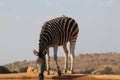 Wild zebra drinking Royalty Free Stock Photo