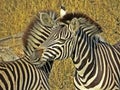 Wild Zebra, Socialising, South Africa