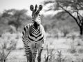 of a wild Zebra in southern Africa.