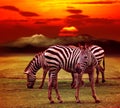 Wild zebra standing in green grass field against beautiful dusky