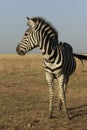 Wild Zebra Vertical Portrait