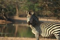 Wild zebra zambia Royalty Free Stock Photo