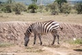 Wild zebras grassing on savanna, Kenya Royalty Free Stock Photo