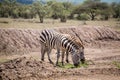 Wild zebras grassing on savanna, Kenya Royalty Free Stock Photo