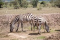 Wild zebras grassing on savanna, Kenya Royalty Free Stock Photo