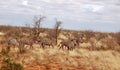 Wild zebras on safari