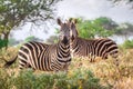 Wild zebras on savanna, Kenya Royalty Free Stock Photo