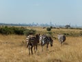 Wild zebras Nairobi city downtown