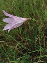 Wild Zephyranthes Plant with Rain Drops Blossoming on Meadow.