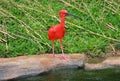 the wild zoo in guangzhou ,guangdong,china Royalty Free Stock Photo