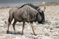 Wildebeest in Namibia