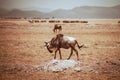 Wildbeast Amboseli national Park safari heat Hills Royalty Free Stock Photo