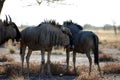 Wildbeast from Etosha Africa Royalty Free Stock Photo