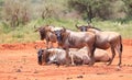 Wildbeast, Gnu in the Savannah of Kenya, Africa Royalty Free Stock Photo