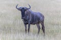 Wildbeast, Gnu in the Savannah of Kenya, Amboseli National Park, Africa Royalty Free Stock Photo